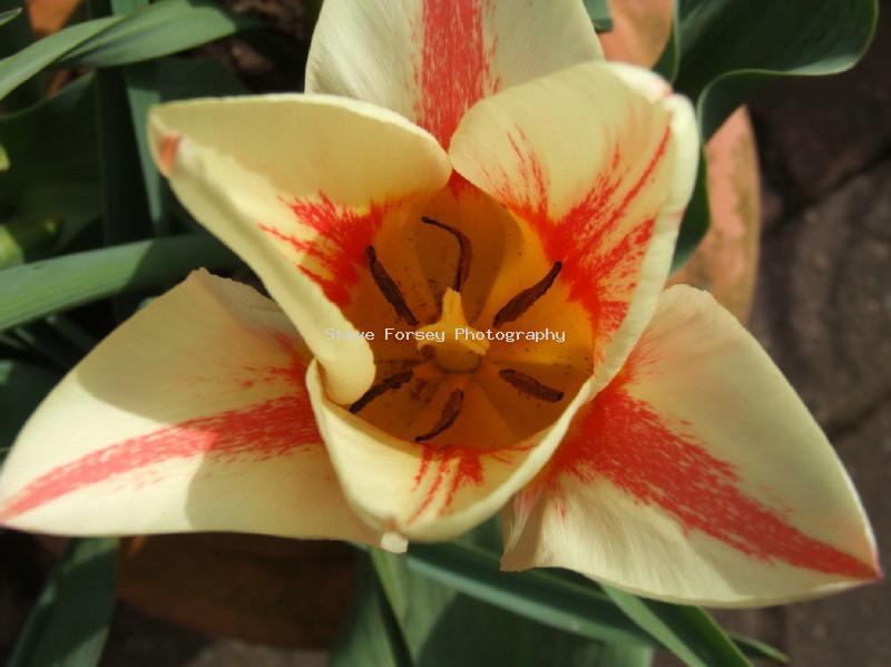 7456-tulip_1.jpg