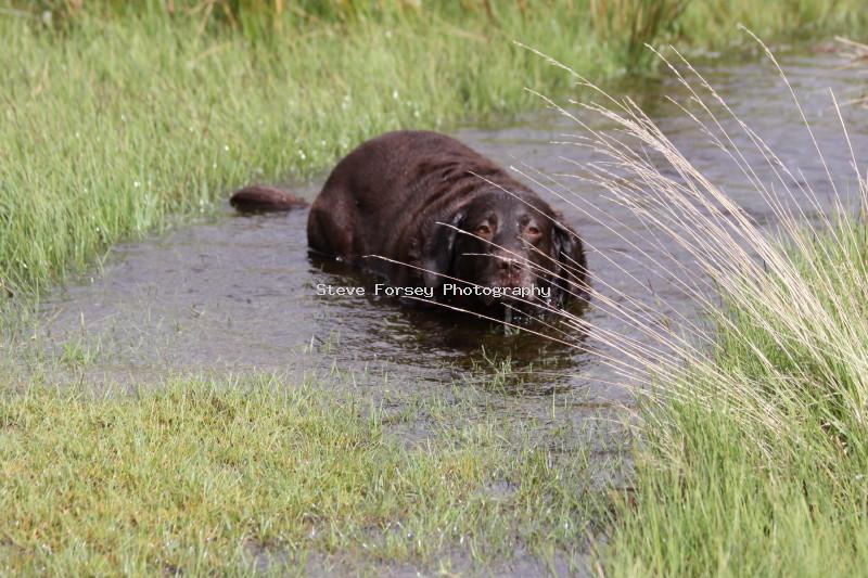 poppy_cooling_down.jpg